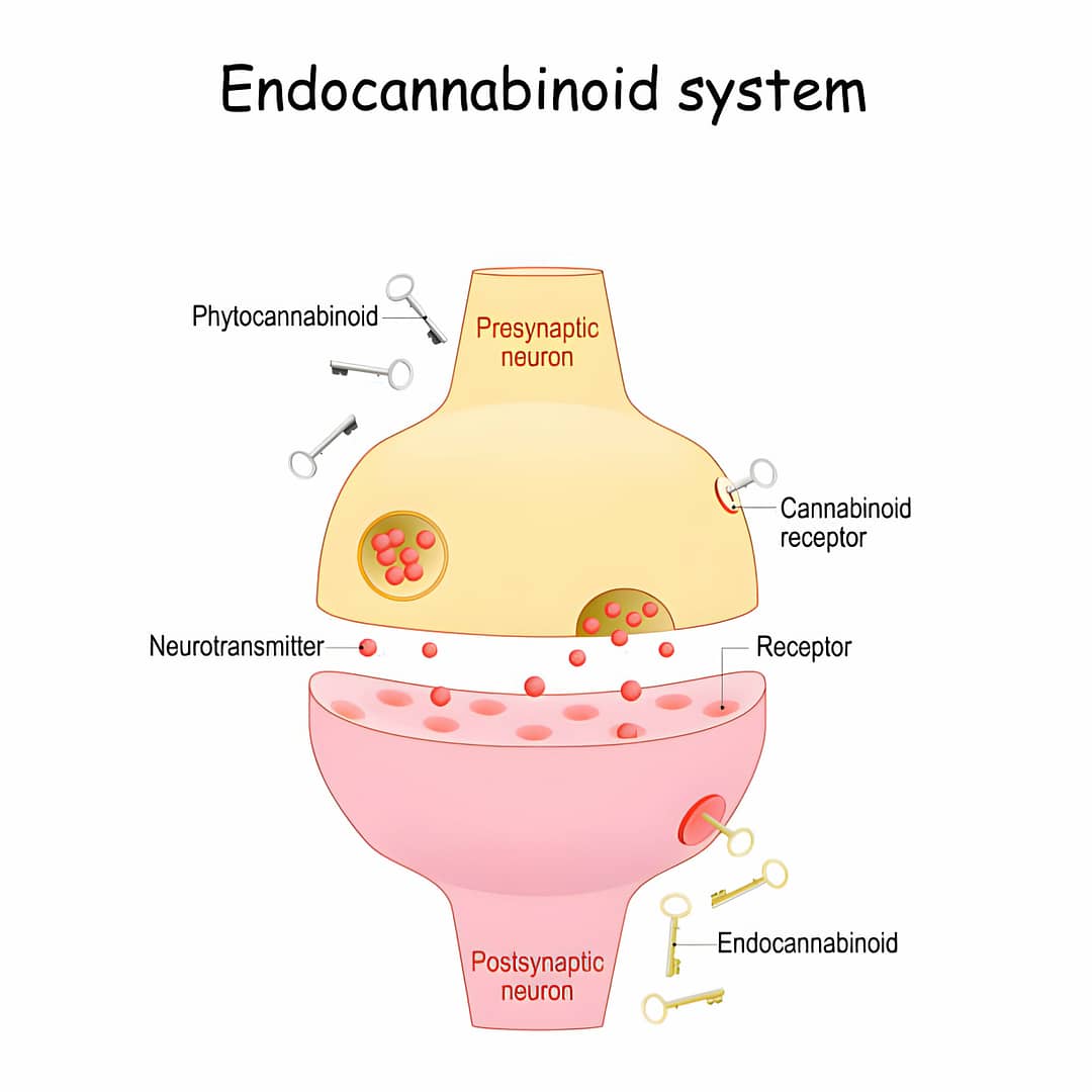 Econnmoicla system in body.